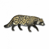 COLLECTA - WILD - African Civet, 88824