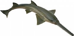 COLLECTA - OCEAN - Sawfish, 88659