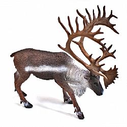 COLLECTA - WILD - Woodland Caribou, 88709