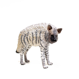COLLECTA - WILD - Striped Hyena, 88566