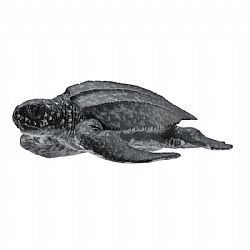 COLLECTA - OCEAN - Leatherback Sea Turtle, 88680