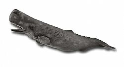 COLLECTA - OCEAN - Sperm Whale, 88835