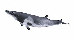 COLLECTA - OCEAN - Minke Whale, 88862