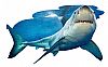 MADD CAPP - Παζλ 100τεμ - Shark, 4013