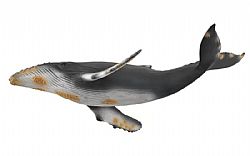 COLLECTA - OCEAN - Hampbuck Whale, 88347