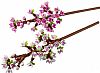 LEGO - BOTANICALS - Cherry Blossoms, 40725